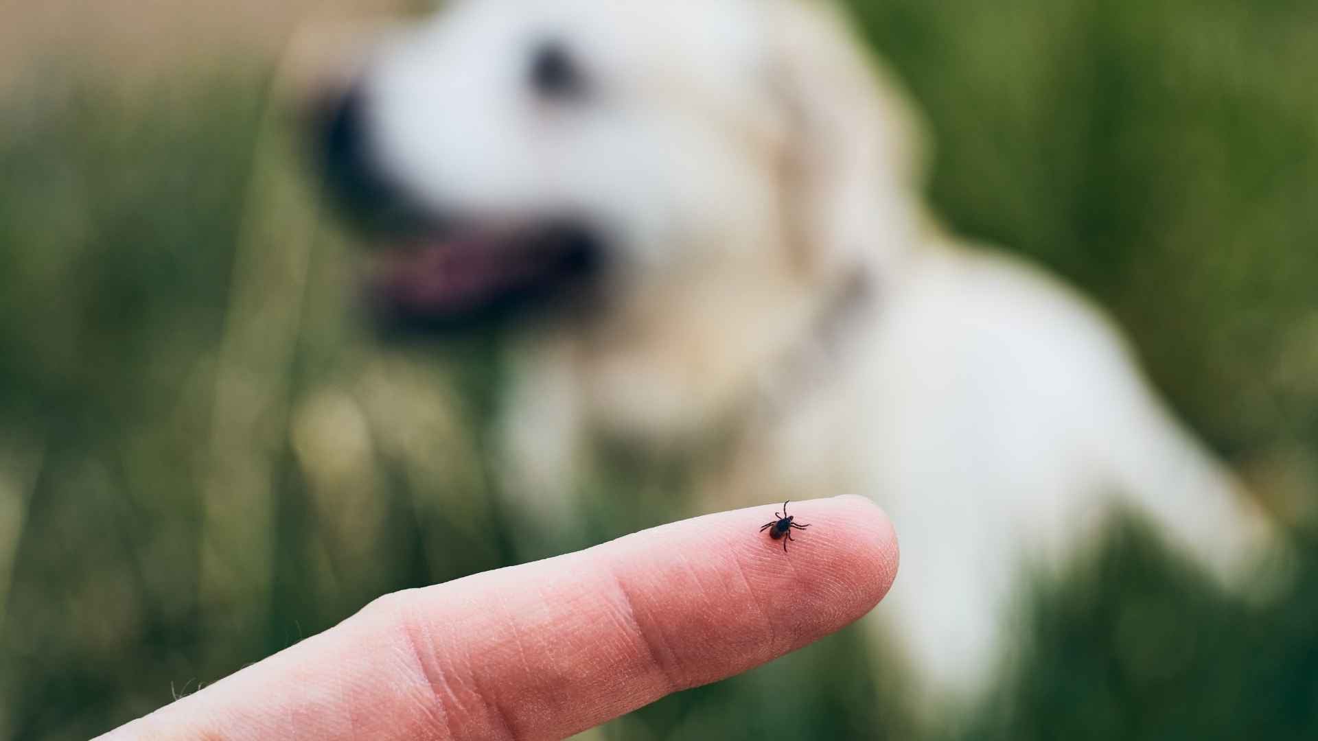 Desparasitacion externa perros